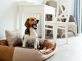 Last Minute - Kurzurlaub mit Hund an der Nordsee