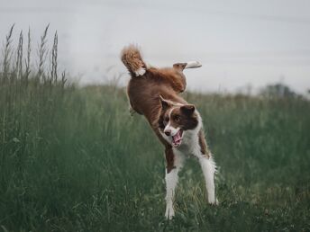 Kurze Auszeit mit Hund an der Nordsee| 4 Tage 