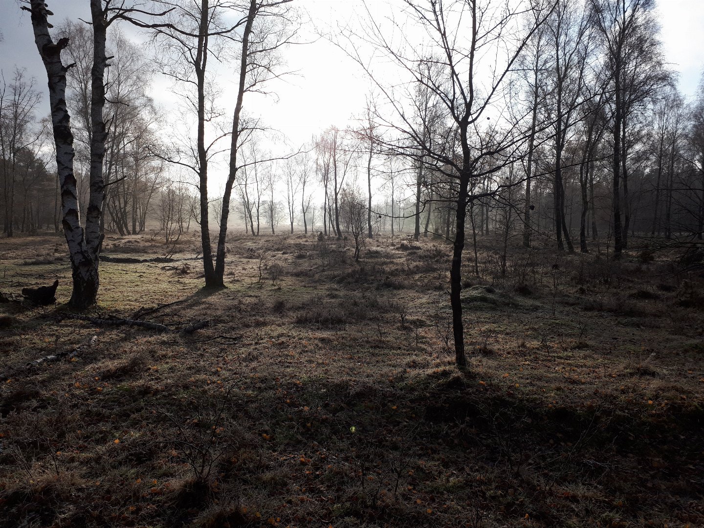 3 Tage Radwandern in der Lüneburger Heide inkl. Tourbegleiter & Lunchpaket