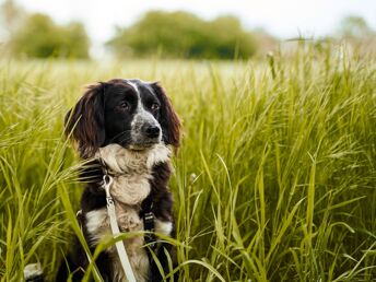 Kurzurlaub mit Hund in Hessen inkl. 3 Gang Menü | 3 Tage