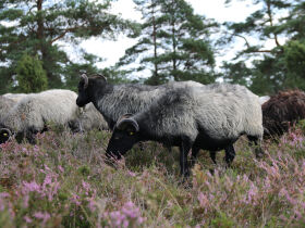 Silvester – Neujahr, kurz mal raus vom Großstadt-Trubel ?