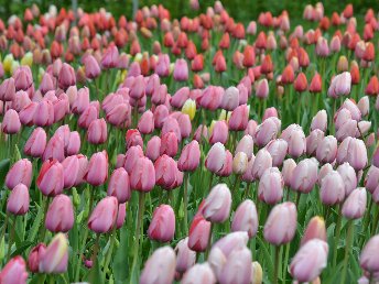 Frühlingszauber - 2 Tage im Emsland 
