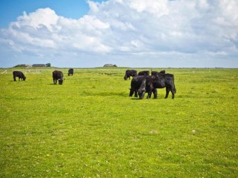Kurzurlaub auf der Hallig Langeneß inkl. Abendessen
