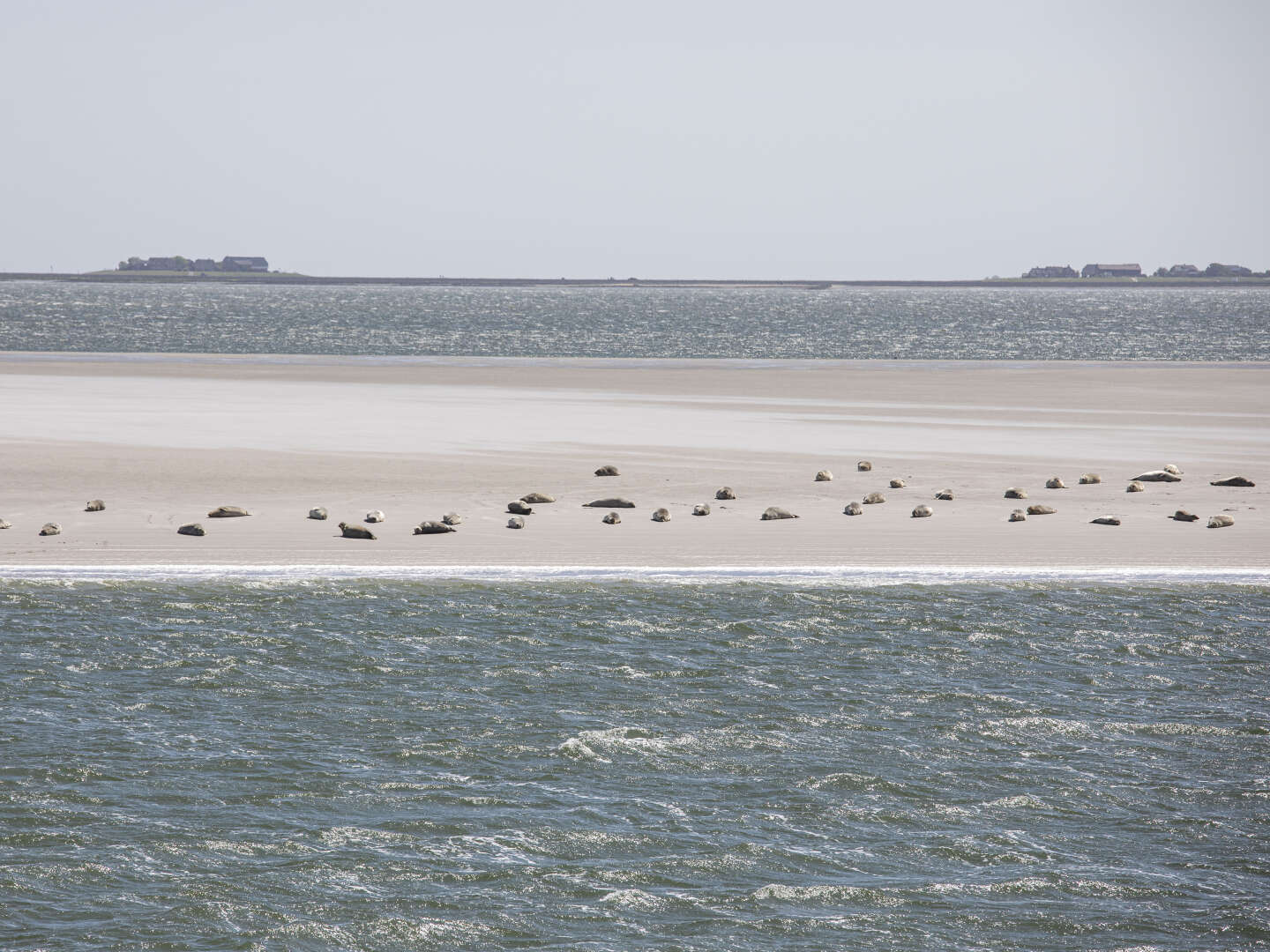 Kurzurlaub auf der Hallig Langeneß inkl. Abendessen