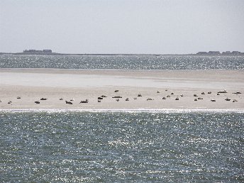 Ab ans Meer - Sensationeller Trip auf die Hallig Langeneß  