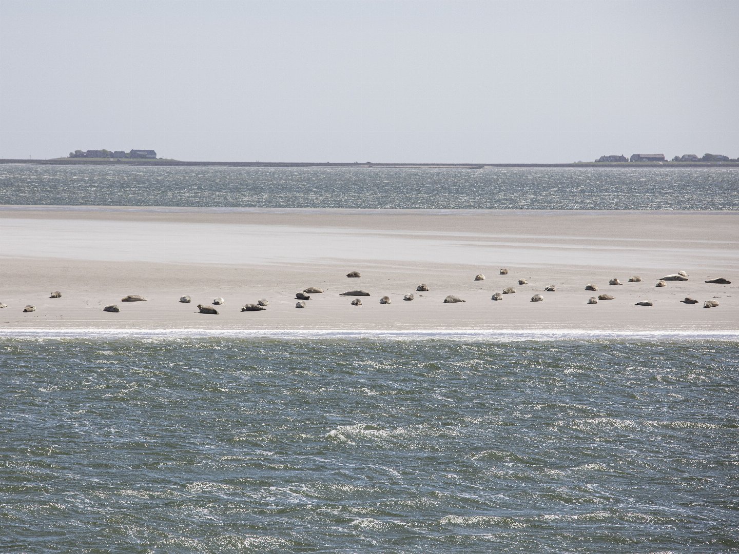 Ab ans Meer - Sensationeller Trip auf die Hallig Langeneß  