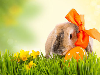 Ostern im Harz inkl. Halbpension