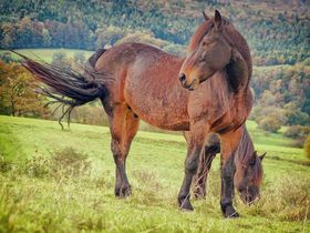 Romantisch Relaxen - inkl. Candle-Light-Dinner 2025