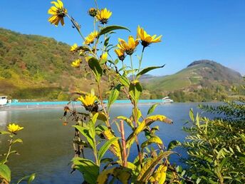 5=4 Schnäppchen an der Mosel - 1 Nacht geschenkt