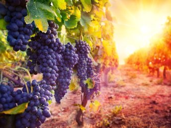 Wein-Wander-Wochenende in der Pfalz inkl. Menü