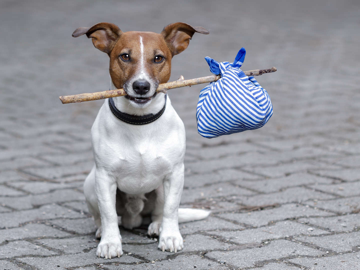 Hamburg mit Hund