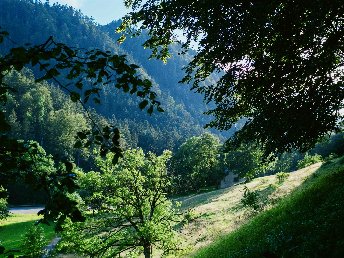 Black Forest Love