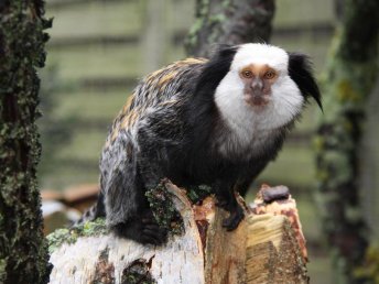 3 Familientage im Tropenzoo