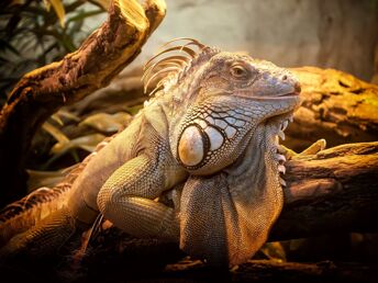 4 Kennlerntage im Tropenzoo 