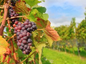 5 Tage....Auszeit.....an der Mosel inkl. Halbpension