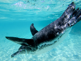 Bei den Pinguinen schwimmen in den Spreewelten | 3 Tage