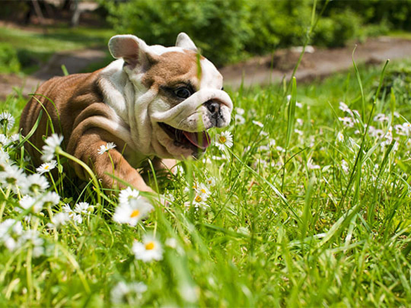 Hund-um sorglos Angebot am Bodensee | 4 Tage