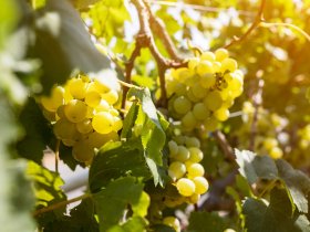 4 Kennenlerntage an der Mosel inkl. Wein & Gutschein Schiffsrundfahrt