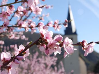 Urlaub beim Winzer an der Mosel 