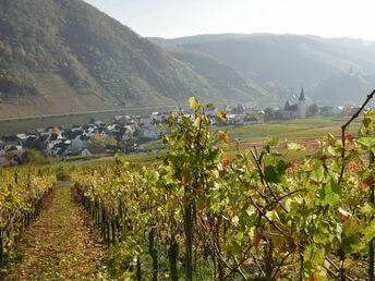 Urlaub beim Winzer an der Mosel 