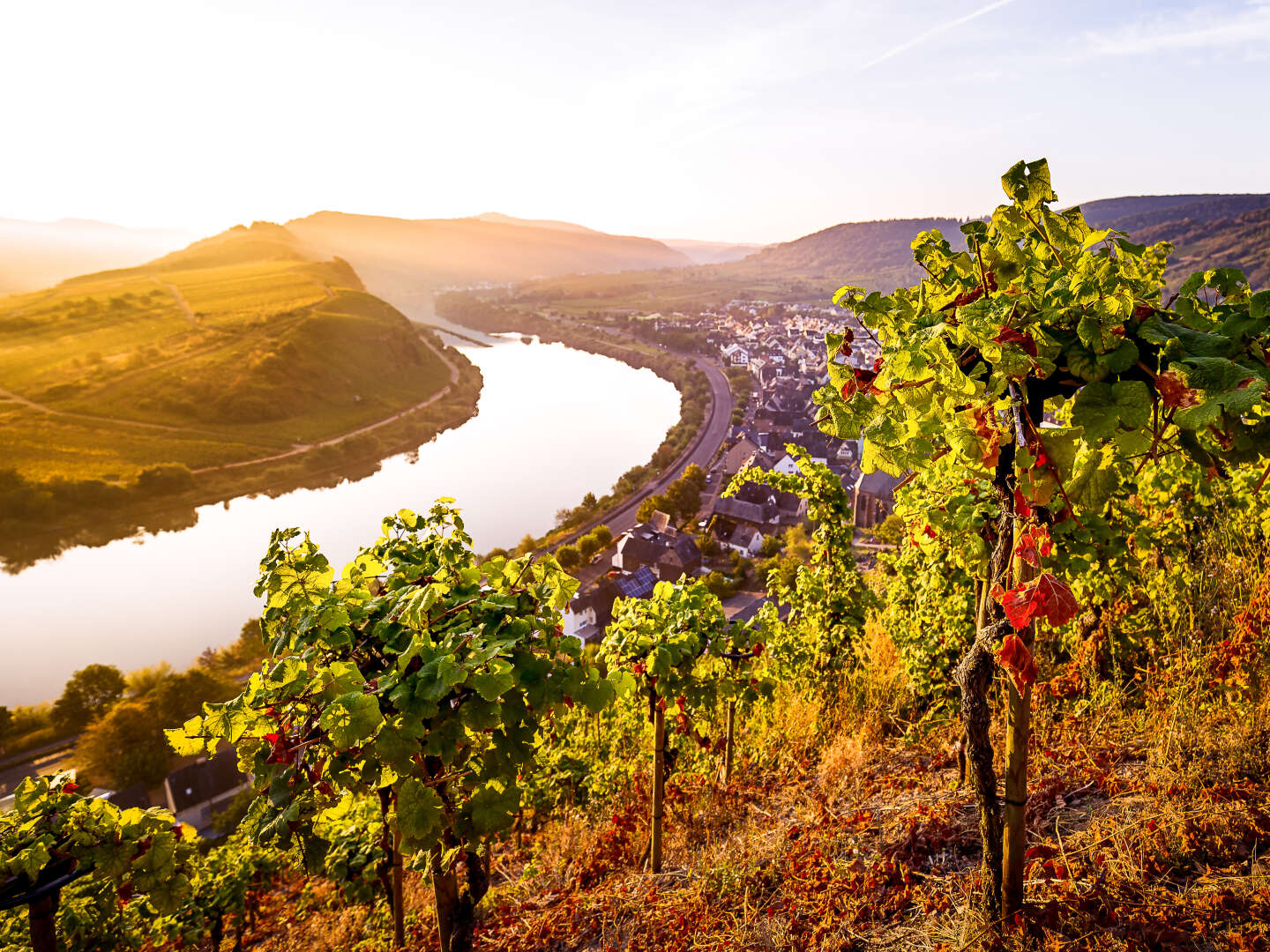 Urlaub beim Winzer an der Mosel 