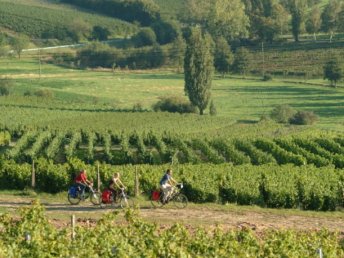 Pfälzer Entdeckertage inkl. HP, Weinprobe & PfalzCard