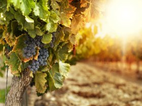 Auf den Spuren König Ludwigs | 3 Tage inkl. HP, Weinprobe & PfalzCard