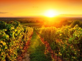 Auf den Spuren König Ludwigs | 3 Tage inkl. HP, Weinprobe & PfalzCard