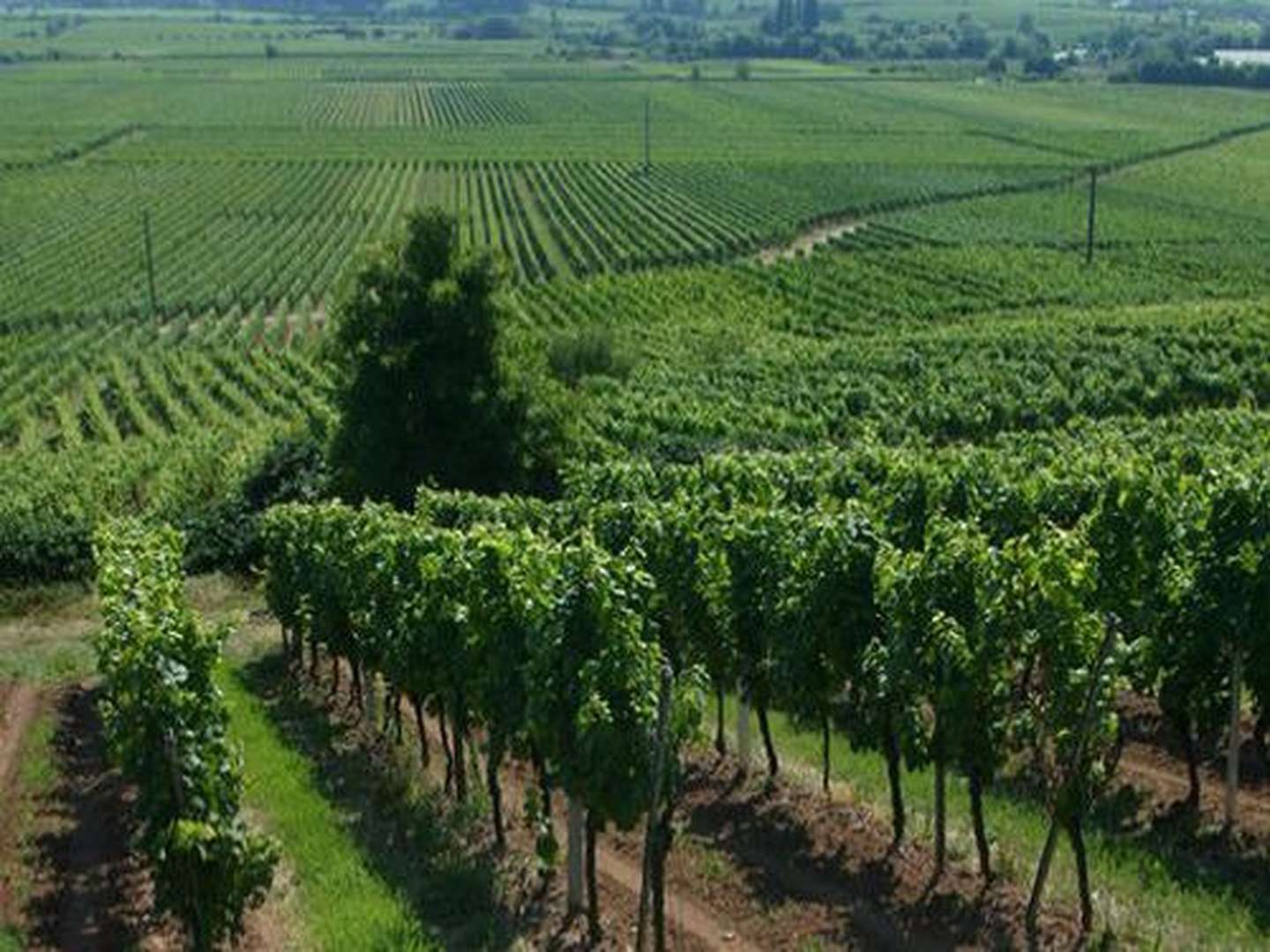 Pfälzer Entdeckertage inkl. HP, Weinprobe & PfalzCard