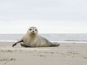 2 Tage Einfach mal Pellworm - Kurz & Gut inkl. Abendessen