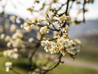 Winterurlaub an der Mosel 4 Tage inkl. 4-Gang Genuss-Menü