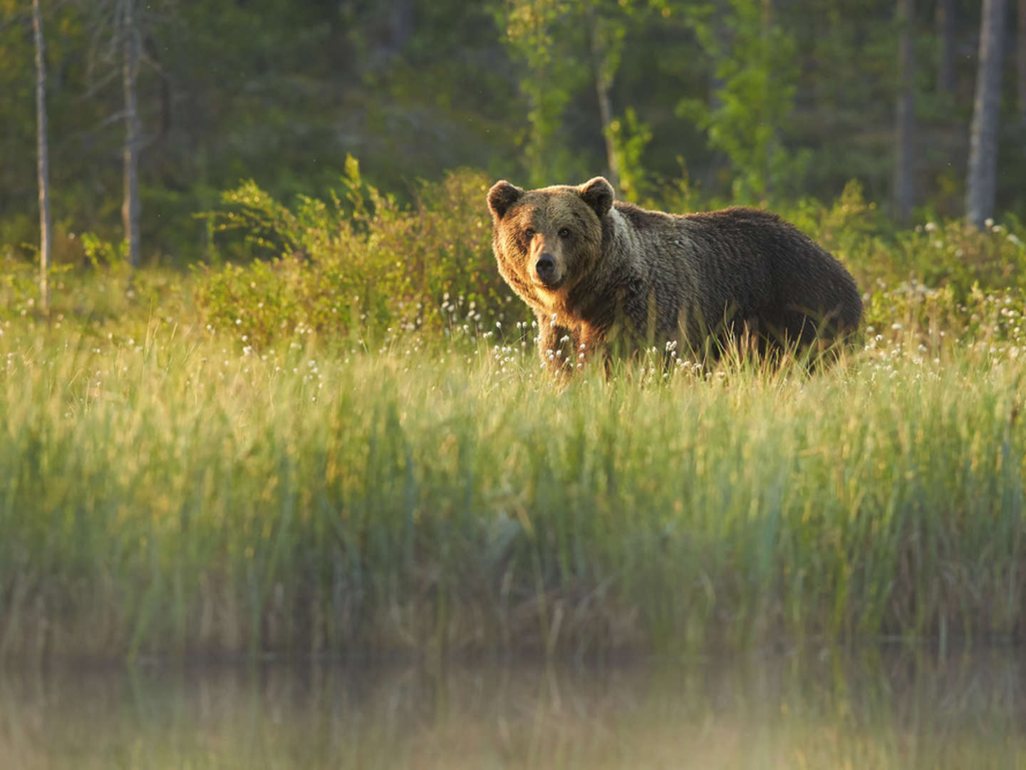 Tierische Auszeit an der Seenplatte inkl. Eintritt in den Bärenwald