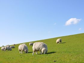 3 Tage Kurzurlaub in Nordfriesland - inkl. Abendessen