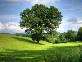 3 Tage Eifel - Aktiv-Auszeit in der Natur inkl. Abendessen