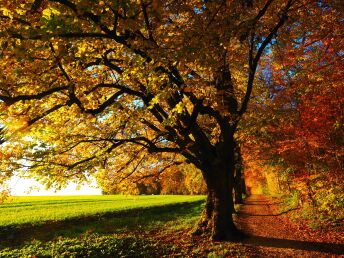 Eifel erleben - 5 Tage Natur pur