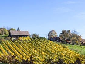 Erholung im Schilcherland inkl. Überraschungsmenü & Stainzerhof Plus Card | 1 Nacht