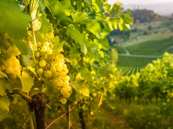 Erholung und neue Energie sammeln in der steirischen Weinbauregion | 2 Nächte