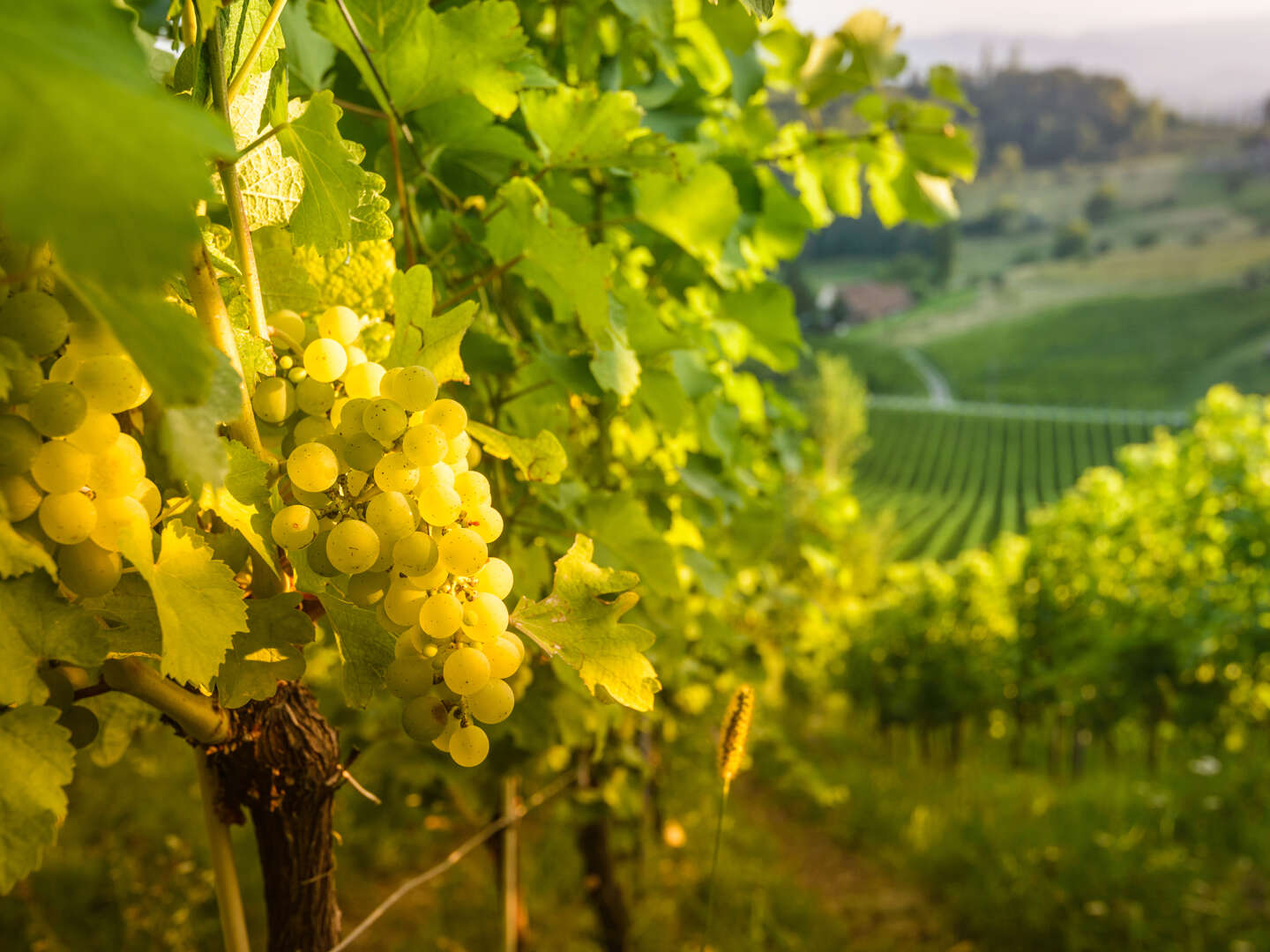 Erholung und neue Energie sammeln in der steirischen Weinbauregion | 2 Nächte