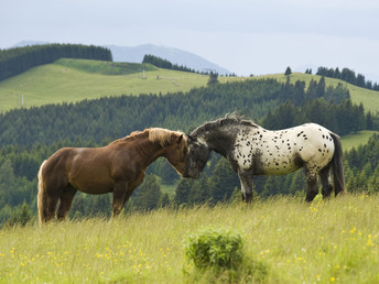 Ländliche Harmonie & gelebte Tradition im Landhotel in der Oststeiermark | 2 Tage