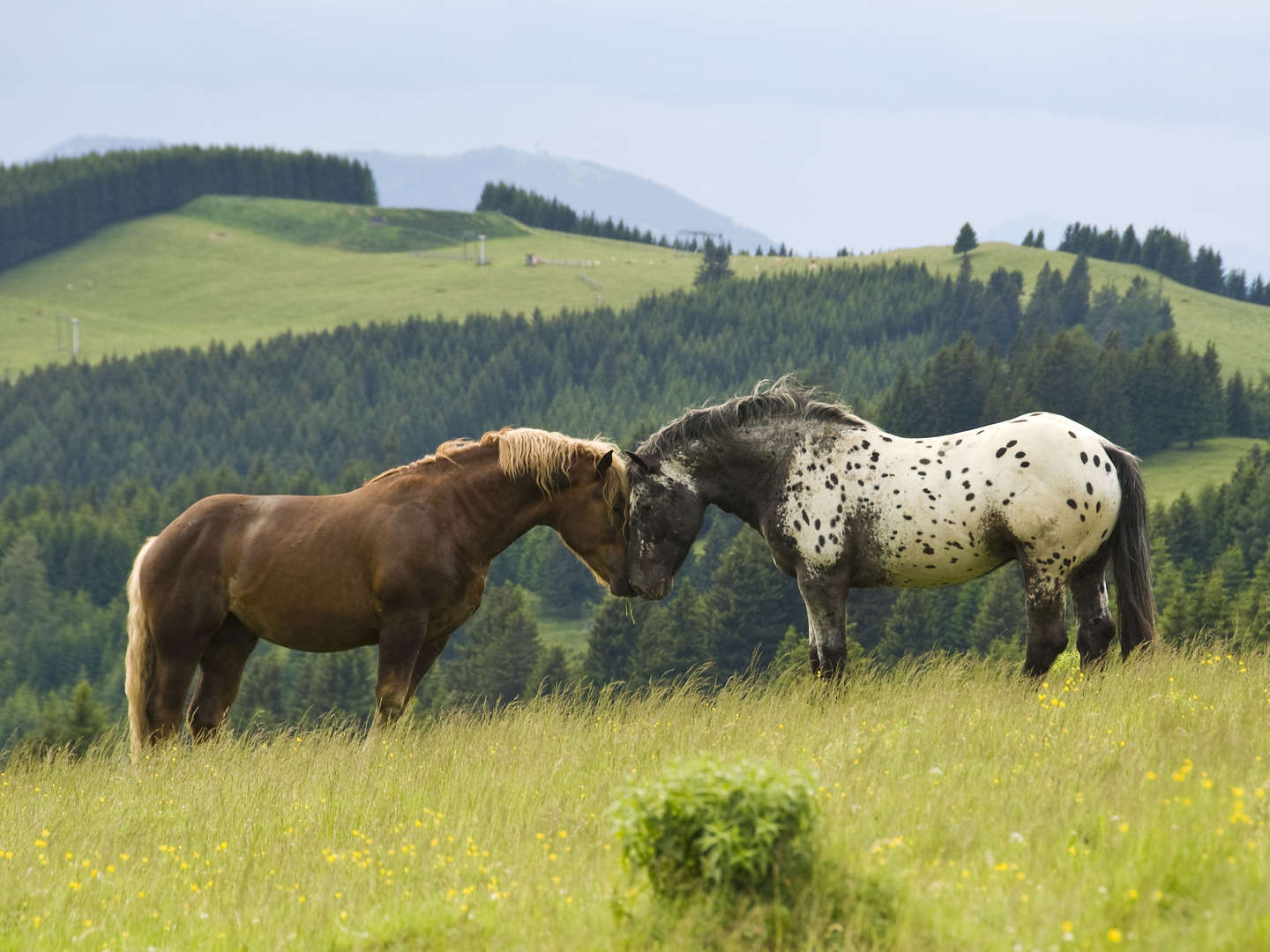 Ländliche Harmonie & gelebte Tradition im Landhotel in der Oststeiermark | 2 Tage