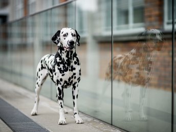 Städtetrip nach Graz mit Ihrem Vierbeiner inkl. Frühstück | ohne zusätzlicher Hundegebühr | 5 Nächte
