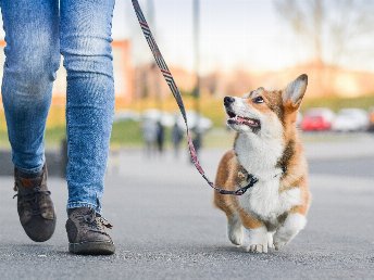 Städtetrip nach Graz mit Ihrem Vierbeiner inkl. Frühstück | ohne zusätzlicher Hundegebühr | 6 Nächte