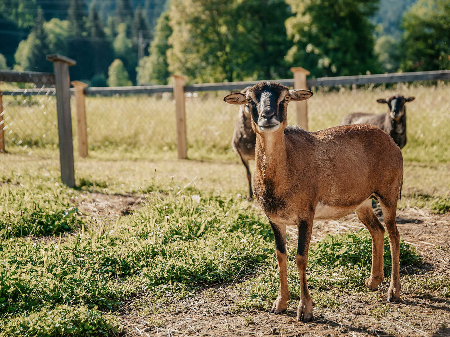 Familienurlaub im Salzburger Land - Wandergenuss & tierischer Spaß | 4 Nächte