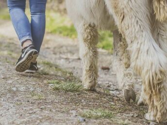 Wandern mit Erlebnisfaktor! | Geführte Alpakawanderung durch das Grazer Schöcklland | 4 Tage 2025