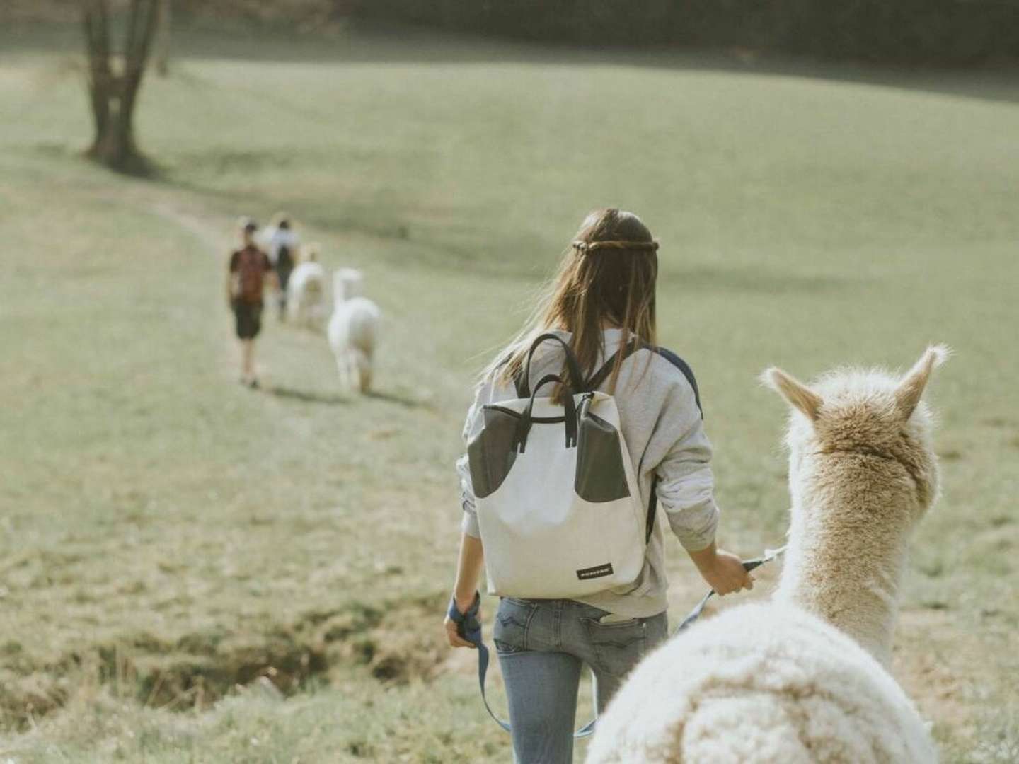 Wandern mit Erlebnisfaktor! | Geführte Alpakawanderung durch das Grazer Schöcklland | 4 Tage 2025