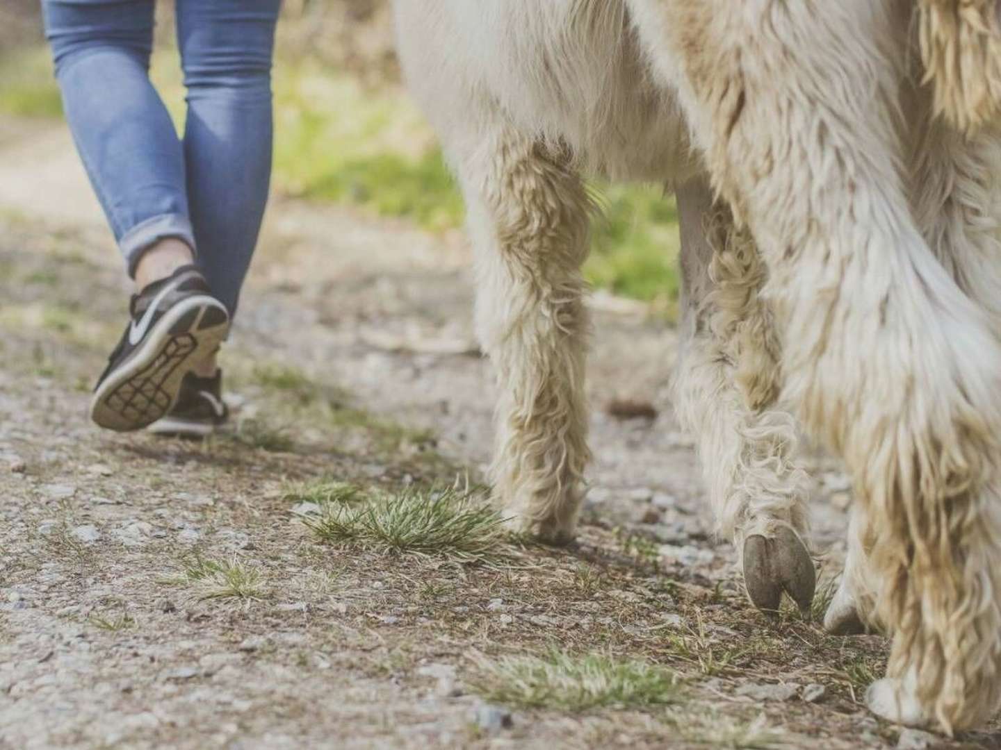 Wandern mit Erlebnisfaktor! | Geführte Alpakawanderung durch das Grazer Schöcklland | 4 Tage 2025