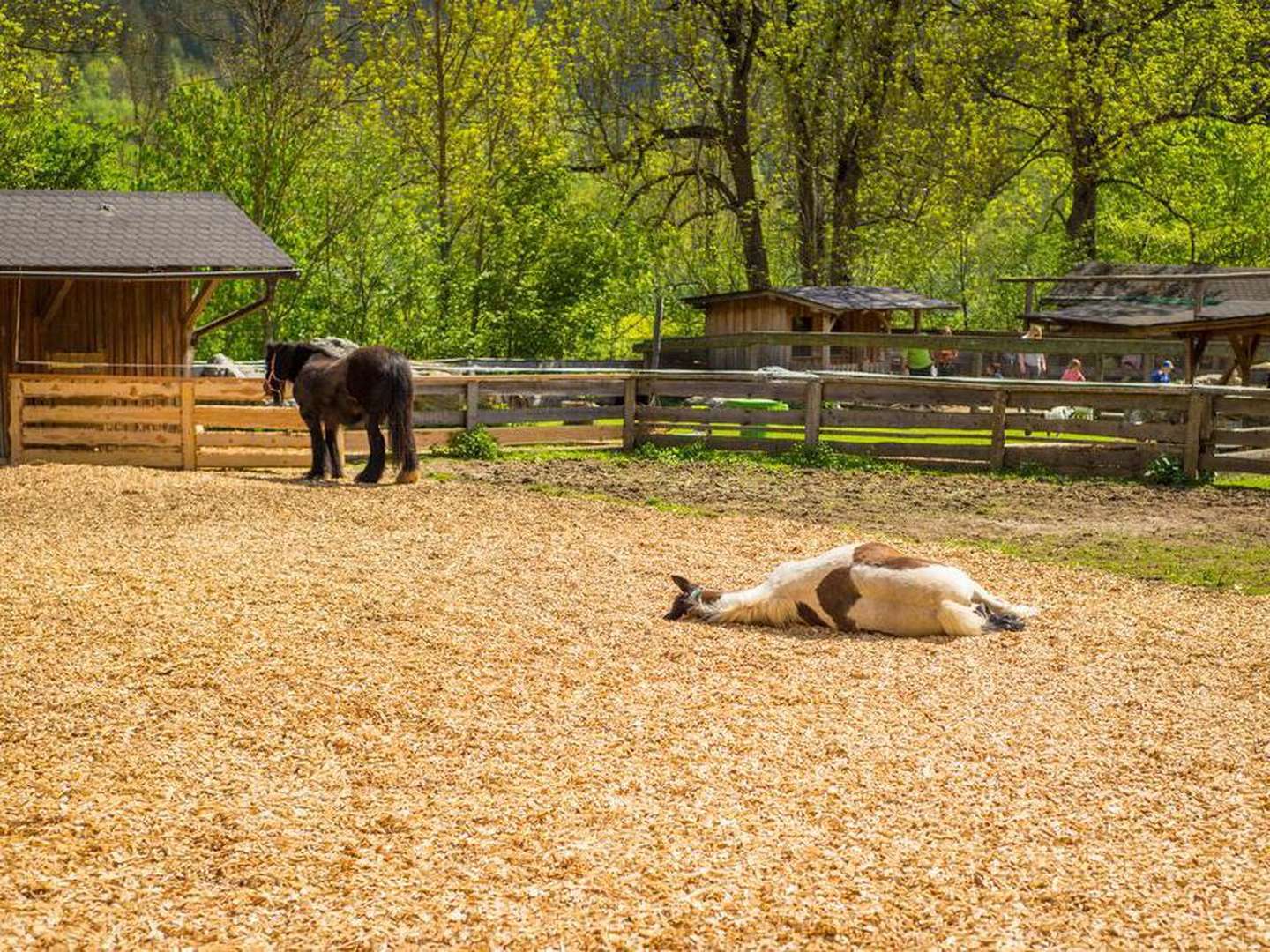 Wochenend-Urlaub mit der Familie im Kinderhotel Appelhof | 2 Nächte