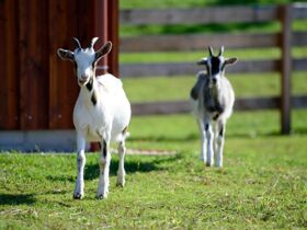 Bewegung & Naturgenuss – Aktivurlaub im Blaufränkischland I 7 Nächte Mittelburgenland