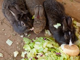 Kurzurlaub für die ganze Familie MIT Frühstück und OHNE Therme | 2 Nächte