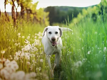 Urlaub mit Hund in Oberösterreich: 4 Nächte voller Abenteuer und Erholung für alle! 